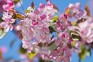 Spring background art with Pink Apple Tree Blossom