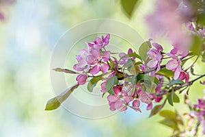 Spring background art with Pink Apple Tree Blossom