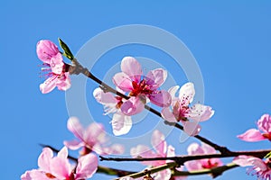 Spring background art with pink peach blossom