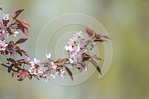Spring background art with pink plum tree blossom