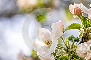 Spring background art with white apple blossom on blue sky background