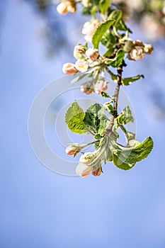 Spring background art with white apple blossom on blue sky background
