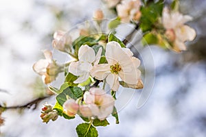 Spring background art with white apple blossom on blue sky background