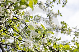 Spring background art with white apple blossom on blue sky background. Beautiful nature scene with blooming tree and sun flare