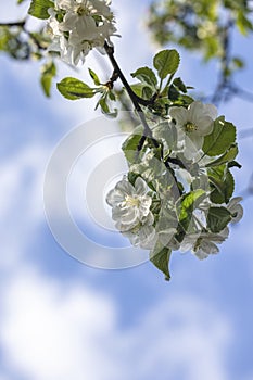 Spring background art with white apple blossom on blue sky background. Beautiful nature scene with blooming tree and sun flare