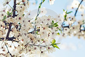 Spring background art with white cherry blossom. Beautiful nature scene with blooming tree. Sunny day. Spring flowers. Beautiful