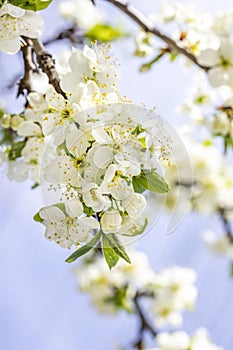 Spring background art with white plum blossom. Beautiful nature scene with blooming tree and sun flare