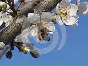 Spring background. A beautiful blooming tree in Garden with a flying bee.