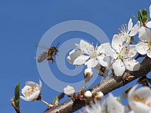 Spring background. A beautiful blooming tree in Garden with a flying bee. Protection of the natural environment