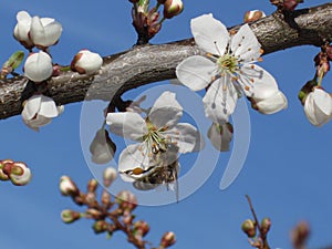 Spring background. A beautiful blooming tree in Garden with a flying bee. Symbols of Springtime. Concept for nature and animals