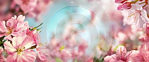 Spring background with beautiful cherry blossoms