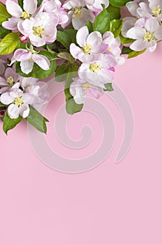 Spring background. Beautiful delicate fresh spring branches with flowers, buds green leaves of apple tree on pink background flat