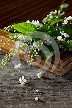 Spring background. Beautiful fresh white flowers of bird cherry on wooden background.