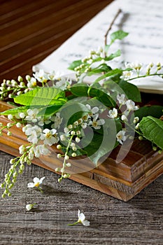 Spring background. Beautiful fresh white flowers of bird cherry on wooden background.