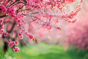 Spring background with beautiful pink cherry blossoms