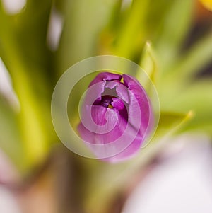Spring background. Beautiful purple tulip flower close up.
