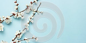 Spring background with beautiful white flowering branches. Nature Pastel blue background, bloom delicate flowers. Springtime