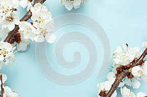 Spring background with beautiful white flowering branches. Nature Pastel blue background, bloom delicate flowers. Springtime