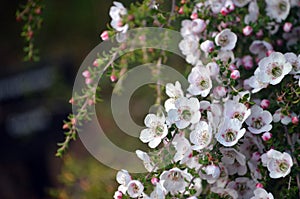Spring background of beautiful white Leptospermum tea tree flowers