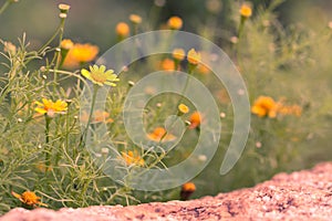 Spring background of beautiful yellow daisy flowers