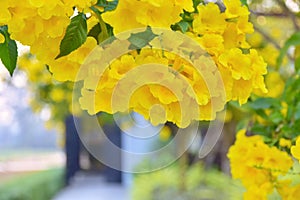 Spring background with beautiful yellow flowers.