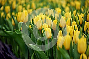Spring background with beautiful yellow tulips