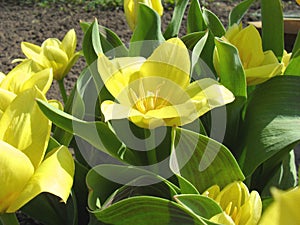 Spring background with beautiful yellow tulips grows