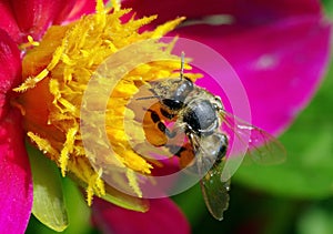 Spring background. Bee and flower. Pollination