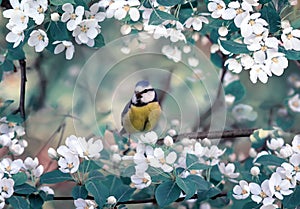 Spring background with bird a chickadee sits on the branches of a May apple tree with white flowers and sings a song in a warm