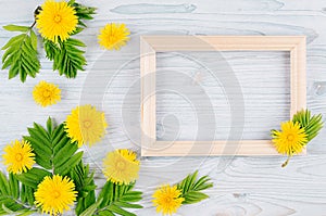 Spring background of blank wood frame, yellow dandelion flowers, young green leaves on light blue wooden board.