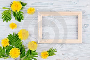 Spring background of blank wood frame, yellow dandelion flowers, young green leaves on light blue wooden board. Copy space, top vi