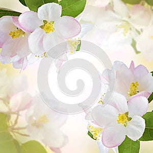 Spring background with blooming cherry. Dawn in the garden. Cherry blossom in full bloom. Wide header image dimension