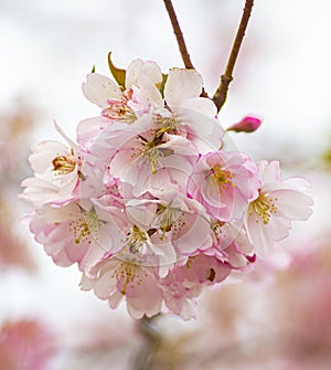 spring background blooming garden blooming twig.twig with flowers