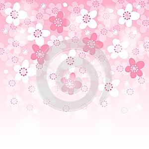Spring background with blooming japanese cherry tree,