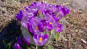 Spring background with blooming purple crocuses in early spring.