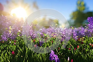 Spring background with blooming purple flowers