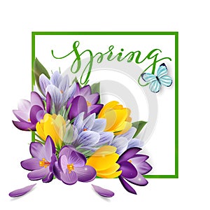 Spring background with blooming spring flowers, crocuses. Vector