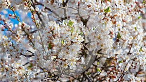 Spring background with blooming tree, white plum flowers