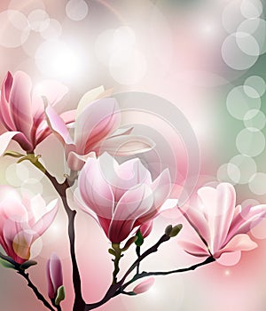 Spring background with blossom brunch of Magnolia with blurry effect. Vector.