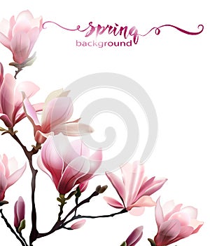 Spring background with blossom brunch of Magnolia. Vector.