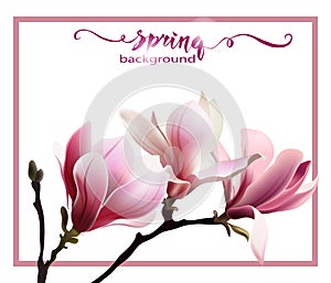 Spring background with blossom brunch of Magnolia. Vector.