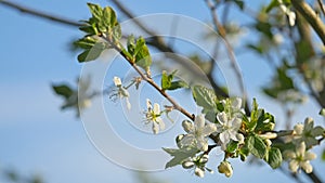 Spring background of a blossoming plum tree