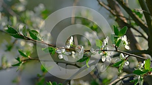 Spring background of a blossoming plum tree