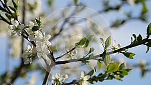 Spring background of a blossoming plum tree. Closeup view