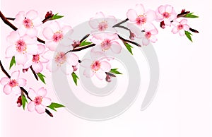 Spring background of a blossoming tree branch with