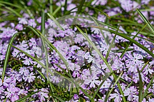 Spring background of blue flowers