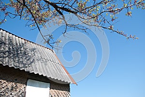 Spring background, blue sky and blooming Apple tree,