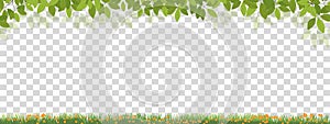 Spring background,Borders and frames Green leaves and Grass fields with orange flowers with copy space on transparent background,
