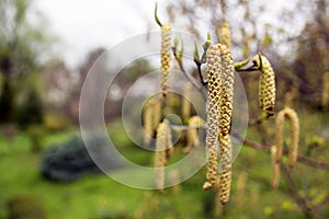 Spring background with branch of birch catkins