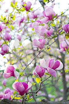 Spring background with branch blooming magnolia tree flowers